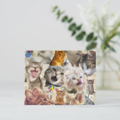 Katzen Collage Postkarte (Stehend Vorderseite)