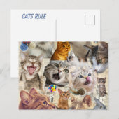Katzen Collage Postkarte (Vorne/Hinten)