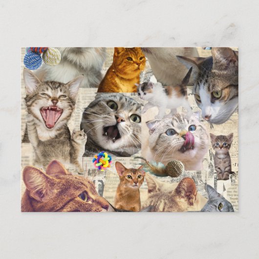 Katzen Collage Postkarte (Vorderseite)