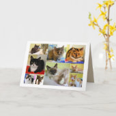 Katzen-Collagen-Geburtstags-Karte Karte (Gelbe Blume)