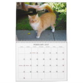 Katzen der Nachbarschaft 2013 Kalender (Feb 2027)