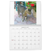 Katzen der Nachbarschaft 2013 Kalender (Mär 2027)