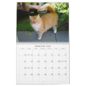 Katzen der Nachbarschaft 2013 Kalender (Feb 2026)
