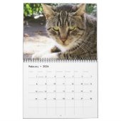 Katzen des ISTANBUL-Kalenders Kalender (Feb 2026)