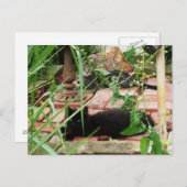 Katzen, die auf Brick Patio Foto liegen Postkarte (Vorne/Hinten)