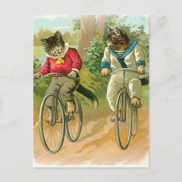 katze fahrrad