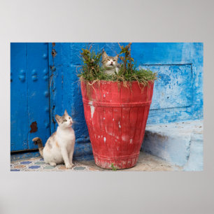 Katzen, die herum, Rabat, Marokko spielen Poster