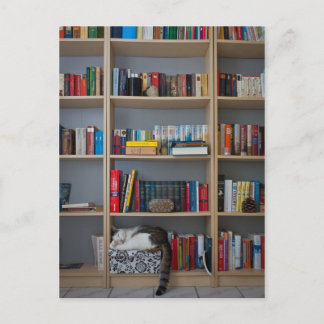 Katzen, die in Büchern der Bibliothek schlafen Postkarte