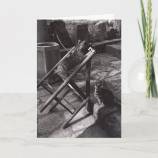 Katzen, die in Delphi, Griechenland (Gruß-, Karte