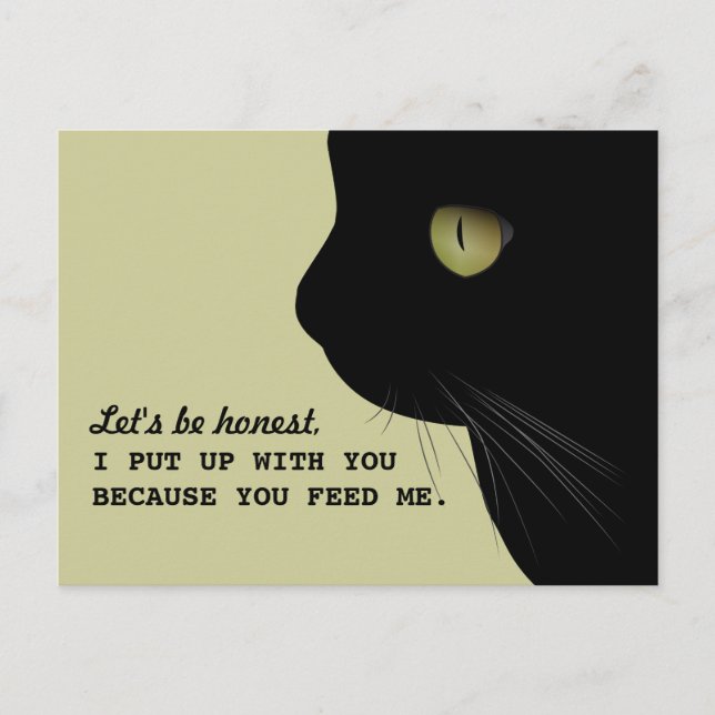 Katzen Echte Einstellung Funny Postcard Postkarte (Vorderseite)