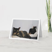 Katzen entspannen karte (Vorderseite)