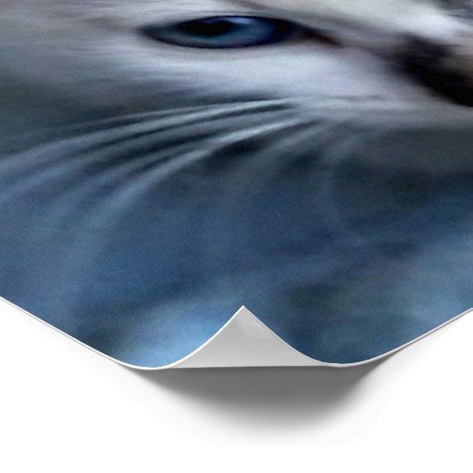 Katzen entspannen poster (Ecke)