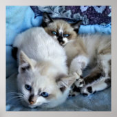 Katzen entspannen poster (Vorne)