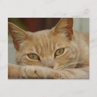 Katzen entspannen. postkarte