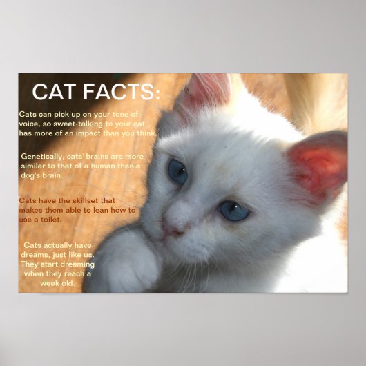 Katzen Fakten! Poster (Vorne)