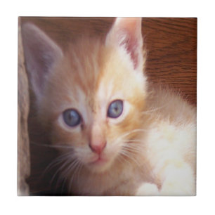 Katzen Fliese
