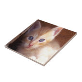 Katzen Fliese (Seite)