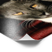Katzen Foto drucken (Ecke)