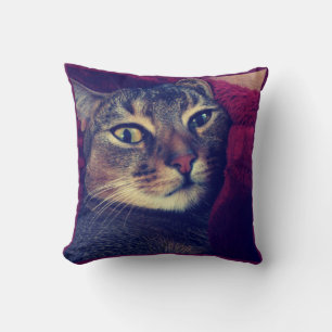 Katzen, Foto, Haustiere, Katzen, Katzen, Kissen