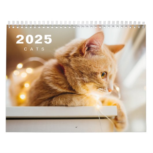 Katzen Foto Moderner Kalender 2025 (Titelbild)