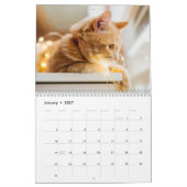 Katzen Foto Moderner Kalender 2025 (Jan 2027)