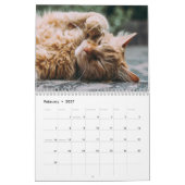 Katzen Foto Moderner Kalender 2025 (Feb 2027)