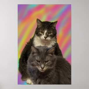 Katzen Foto Poster