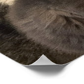 Katzen Foto Poster (Ecke)