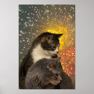 Katzen Foto Poster