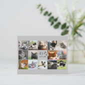 Katzen-FotoCollage mit Paw Prints Postkarte (Stehend Vorderseite)