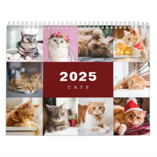 Katzen FotoCollage Modern 2025 Kalender