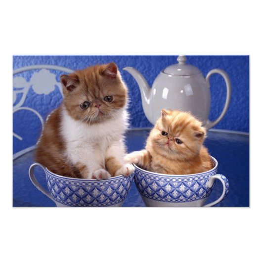 Katzen Fotodruck (Vorne)