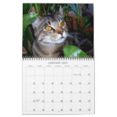 Katzen-Fotos Kalender (Jan 2027)