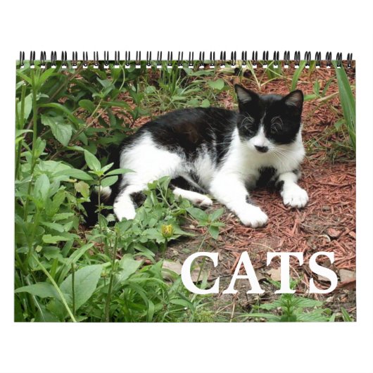 Katzen-Fotos Kalender (Titelbild)