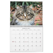 Katzen-Fotos Kalender (Mär 2027)