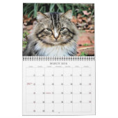 Katzen-Fotos Kalender (Mär 2026)