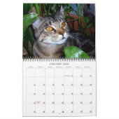 Katzen-Fotos Kalender (Jan 2026)