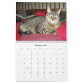 Katzen für VAS Bewusstsein! Kalender (Jan 2027)