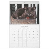 Katzen für VAS Bewusstsein! Kalender (Mär 2026)