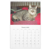 Katzen für VAS Bewusstsein! (Vertikale) Kalender (Jan 2026)