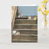 Katzen, Geburtstag Karte (Gelbe Blume)