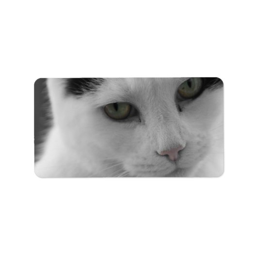 Katzen Gedanken Adressaufkleber (Vorne)