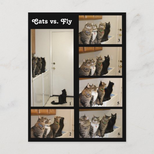 Katzen gegen Fliegenpostkarte Postkarte (Vorderseite)