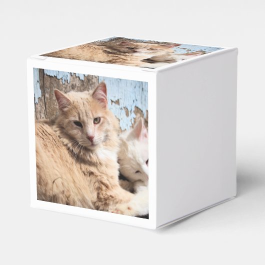 Katzen Geschenkschachtel (Vorderseite)