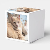 Katzen Geschenkschachtel (Rückseite)