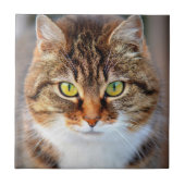 Katzen Gesicht Fliese (Vorderseite)