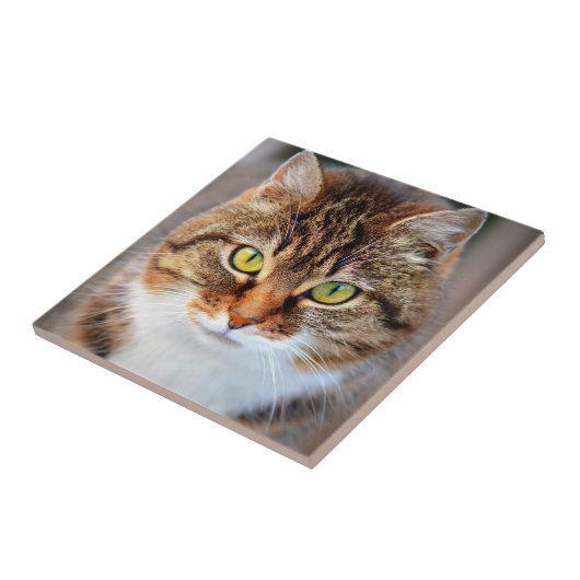 Katzen Gesicht Fliese (Seite)