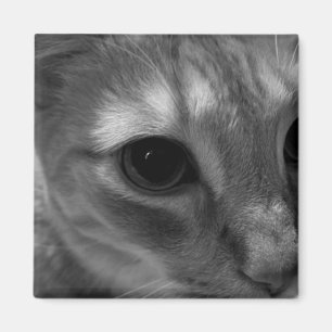 Katzen-Gesichts-Nahaufnahme-Magneten Magnet