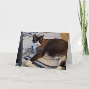 Katzen-Haustier Karte