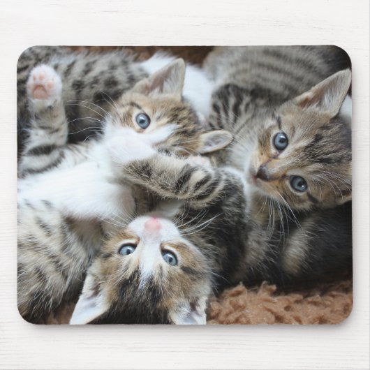Katzen, Haustiere, Kater Mousepad (Vorne)